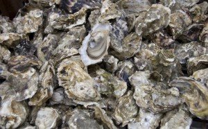 Large fresh seafood oysters